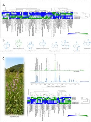 Molecular background of the diverse metabolic profiles in leaves and inflorescences of naked catmint (Nepeta nuda L.)